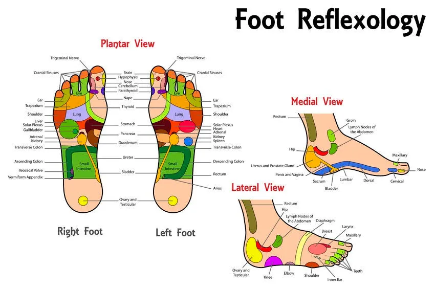 12 CE Foot Reflexology Basics with Advanced Medical Foot Massage