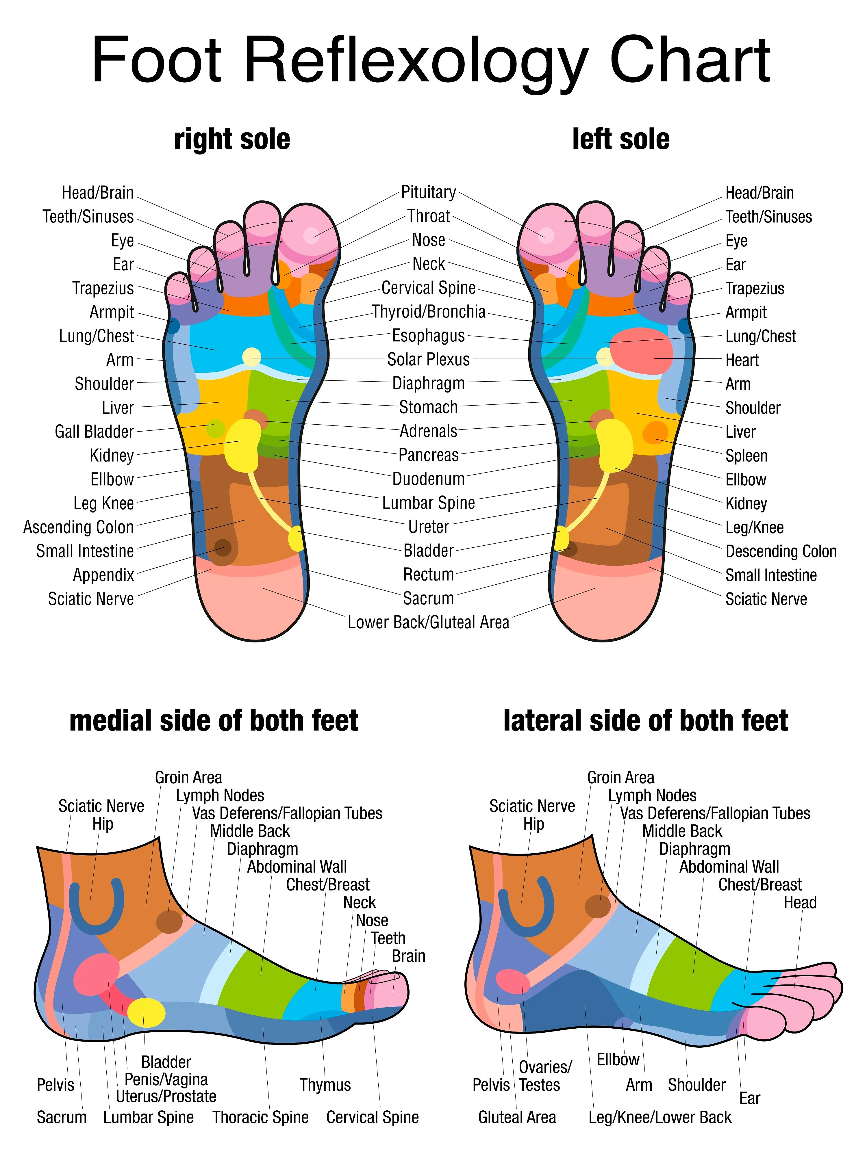 12 CE Foot Reflexology Basics with Advanced Medical Foot Massage