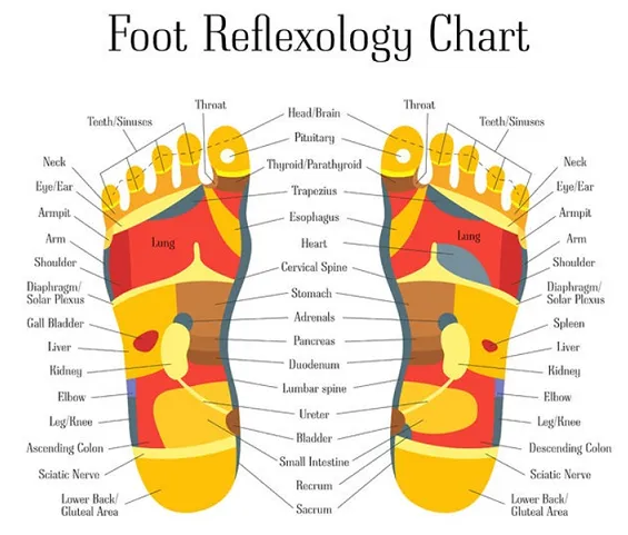 12 CE Foot Reflexology Basics with Advanced Medical Foot Massage