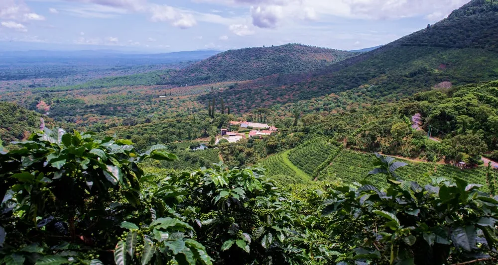 El Salvador Emilio Lopez Geisha Washed   FILTER