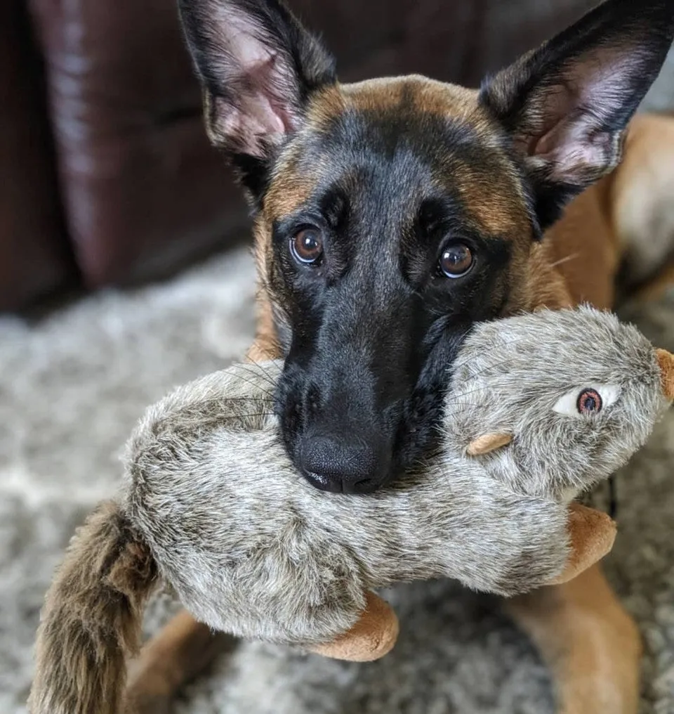 Fluff & Tuff Nuts Squirral Plush Dog Toy