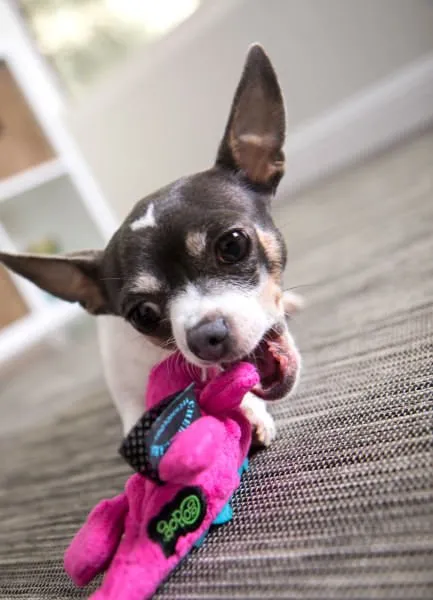 Gators Dog Toy