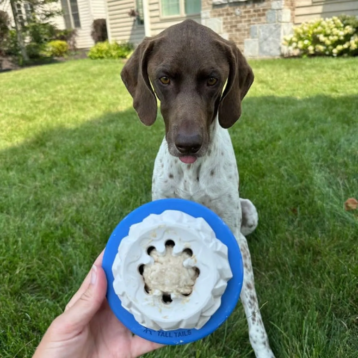 Interactive Treat Dispensing Puzzle Rubber Dog Toy: Polar Freezable