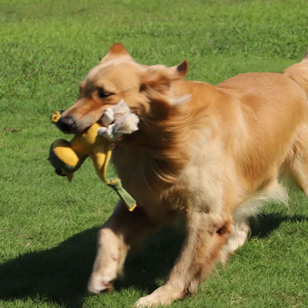 Petkin- Bat Dog Squeaky Toy