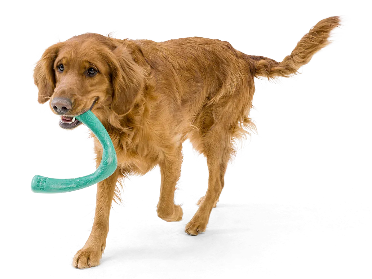 Toss and Fetch Dog toy, Seaflex Snorkl