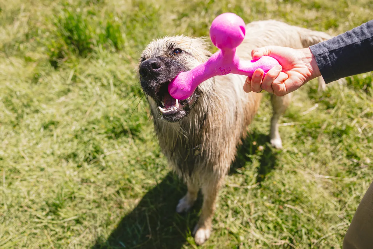 Toss and Fetch Dog toy, Zogoflex Echo Skamp (New Colours)