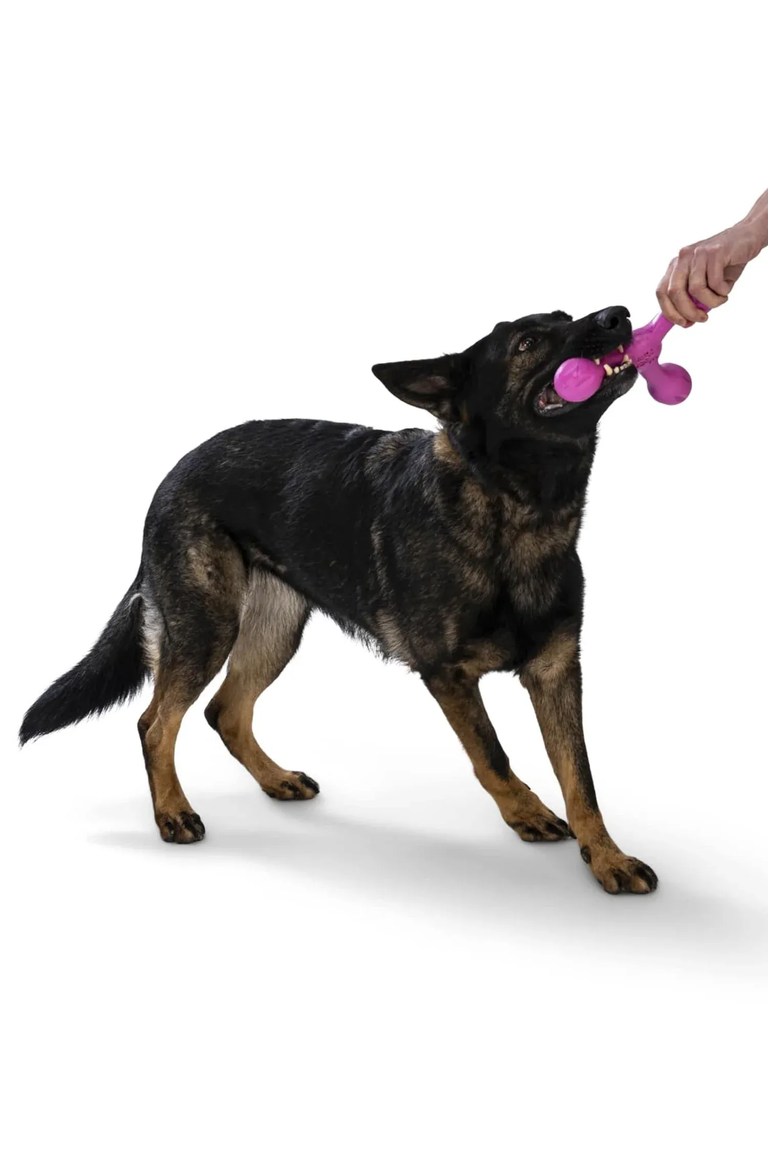 Toss and Fetch Dog toy, Zogoflex Echo Skamp (New Colours)