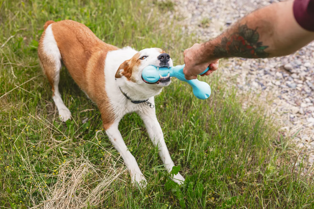 Toss and Fetch Dog toy, Zogoflex Echo Skamp (New Colours)